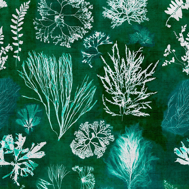 Algae Wallpaper