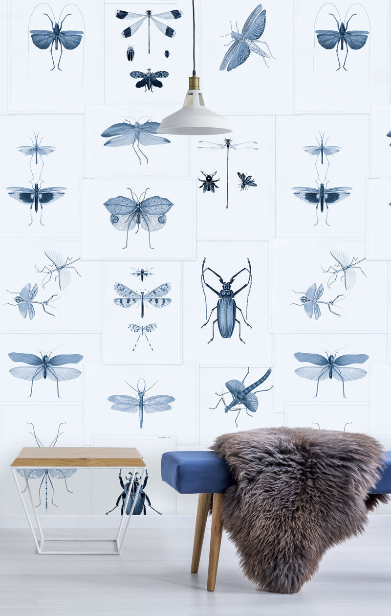 Entomology Insects Wallpaper