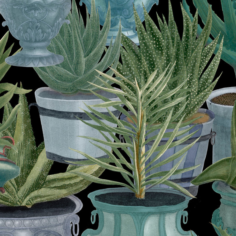 Echeveria Plants Wallpaper
