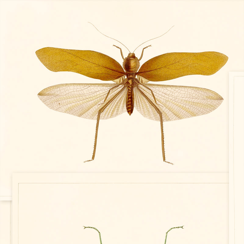 Entomology Insects Wallpaper