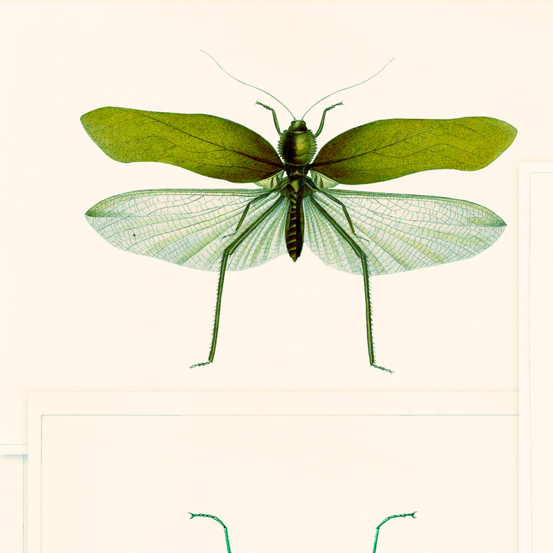 Entomology Insects Wallpaper