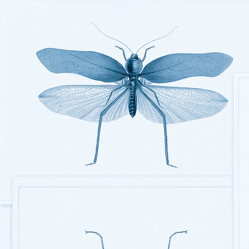 Entomology Insects Wallpaper