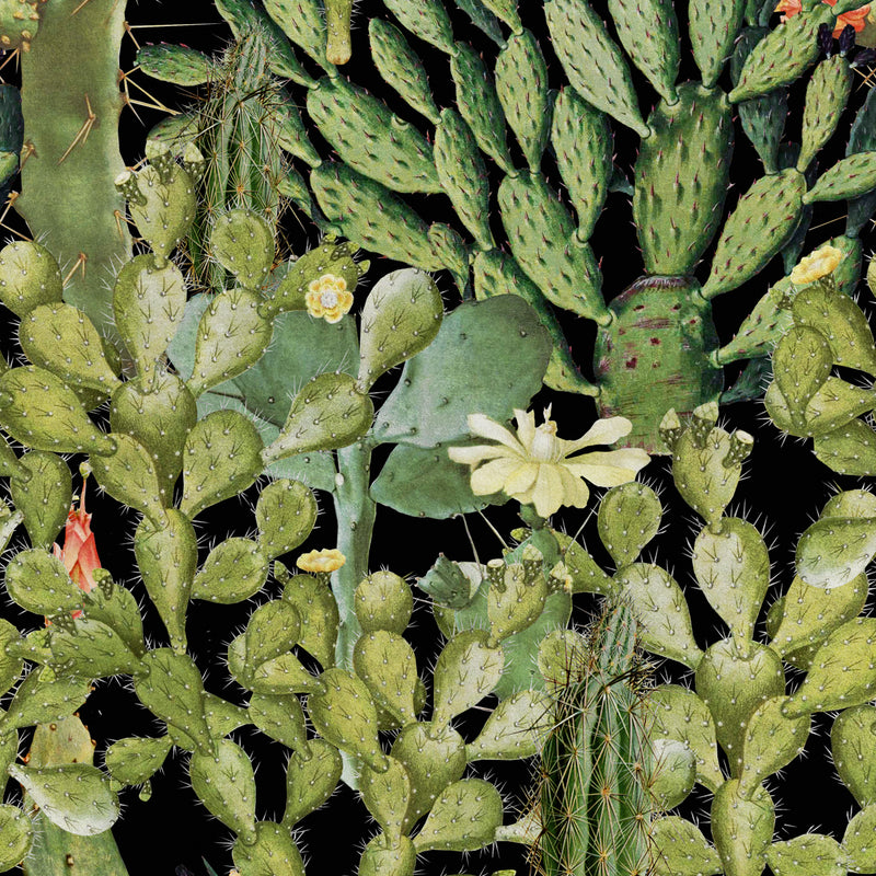 Opuntia Cactus Wallpaper