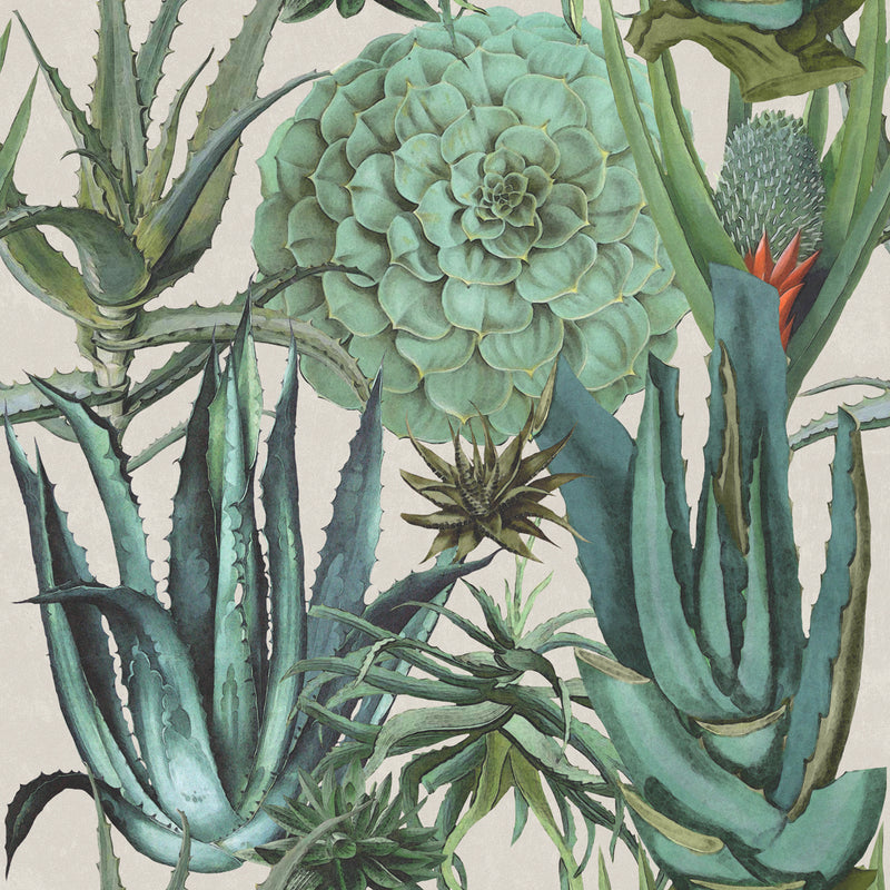 Succulents Wallpaper