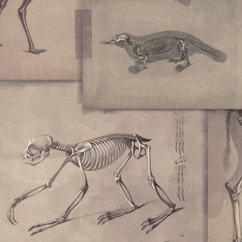 Zooarcheology Wallpaper